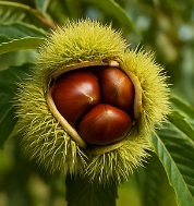 밤 보관하는 방법