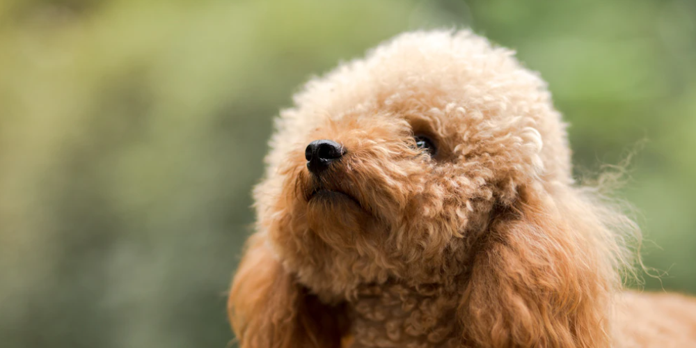강아지가 안절부절 하는 이유 1