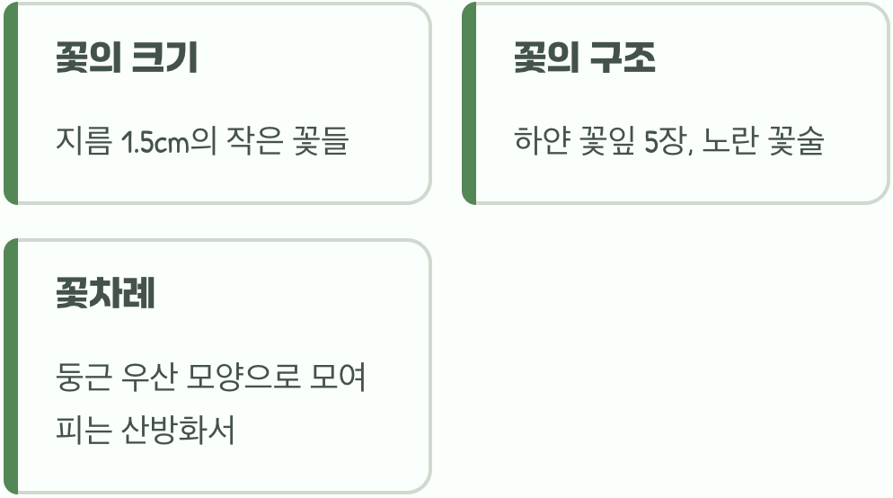 팝콘처럼 팡팡, 작은 꽃들의 합창
