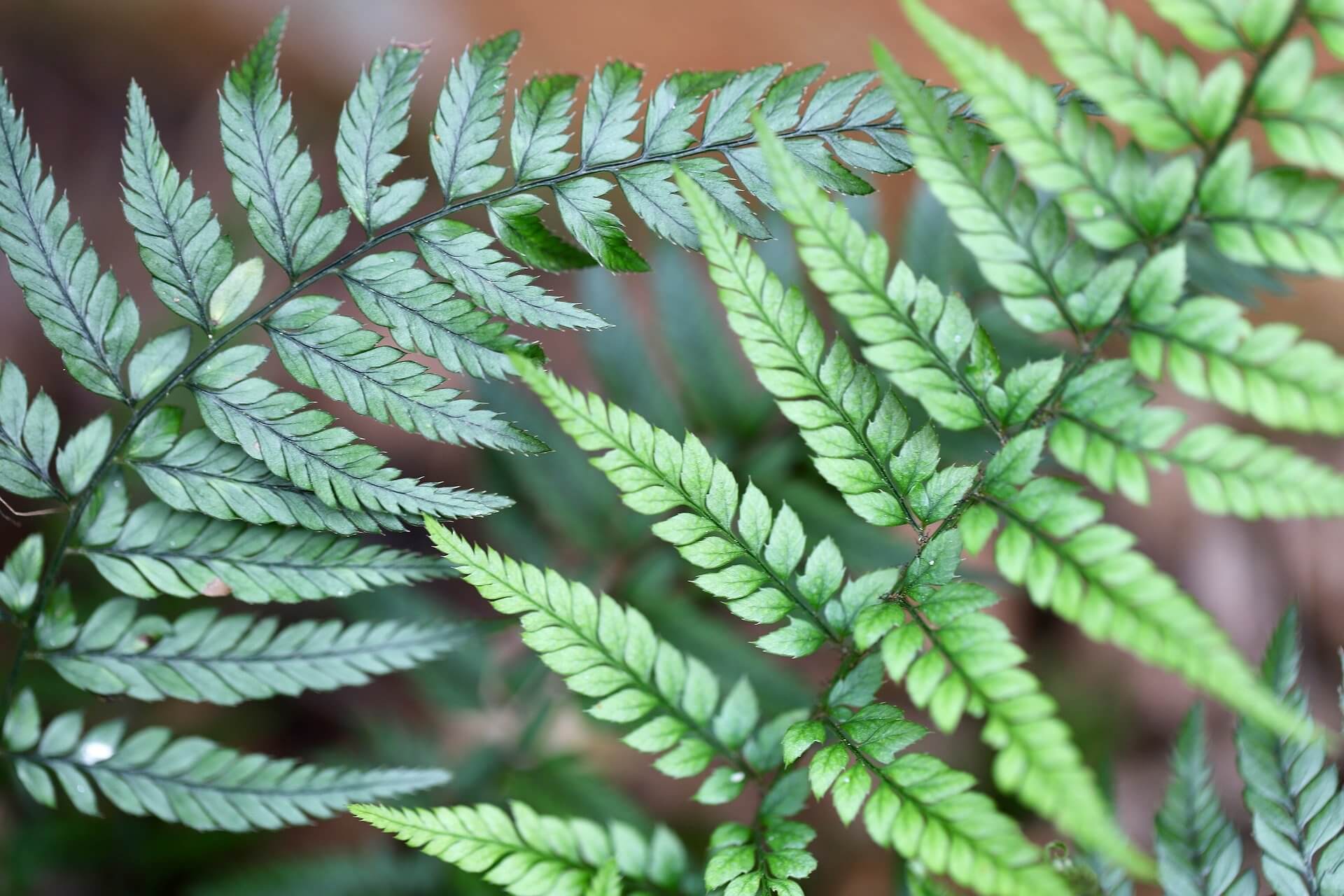 멸종위기 동식물과 멸종위기 토종식물 사라지기 전에 알아야 할 핵심 정리