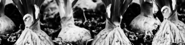 양파 수확시기, 양파 보관법: 서늘하고 건조한 곳