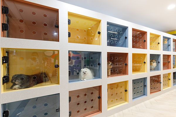 펫샵 관련 이미지