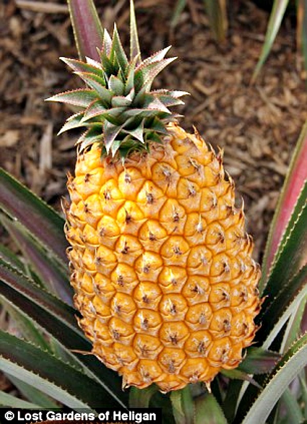 비싼 과일, 헬리건 파인애플, 매일꿀정보