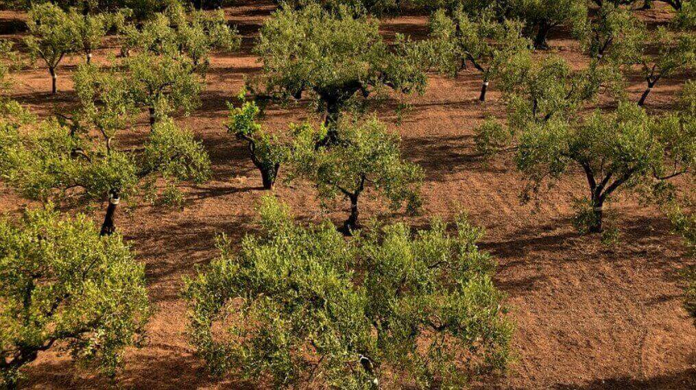 올리브 나무가 여러 그루 사진입니다.