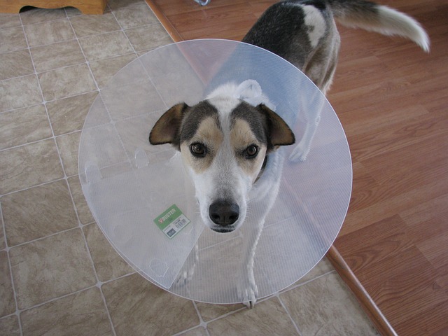 sick dog