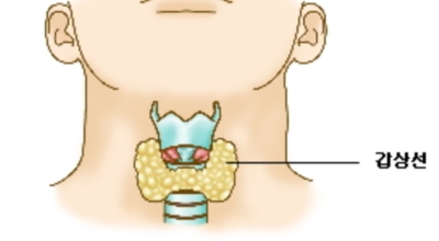 갑상선 이미지