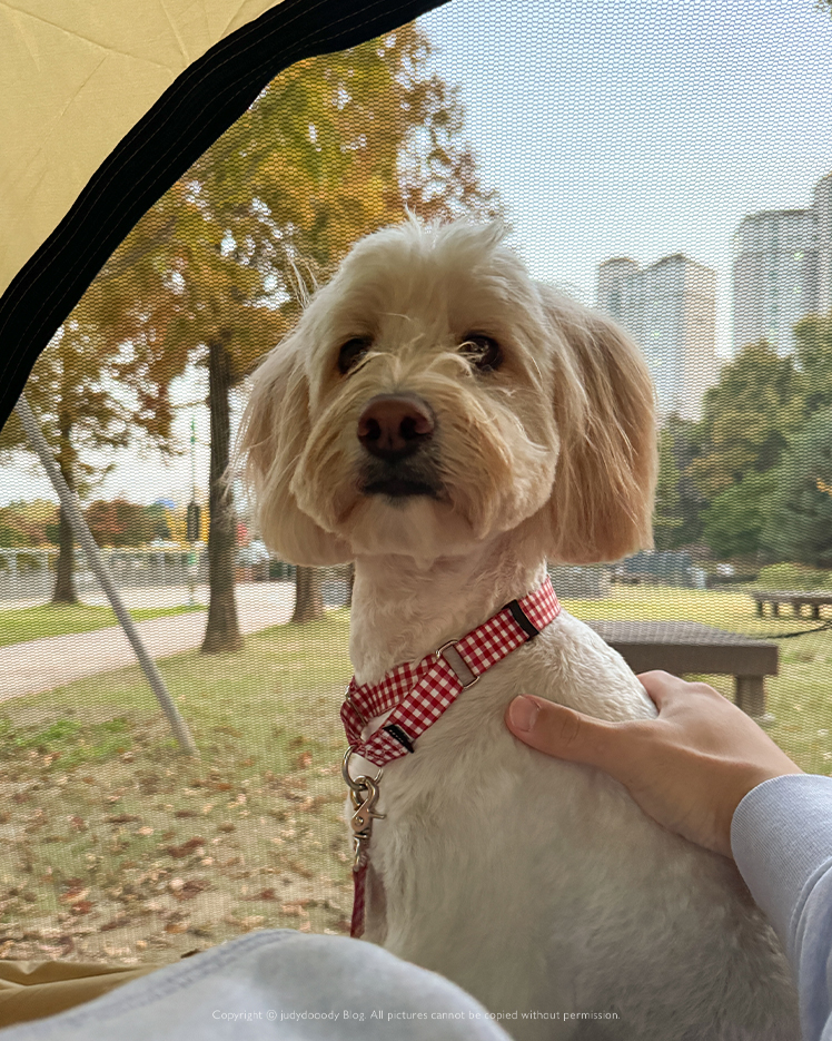 가을 피크닉간 강아지