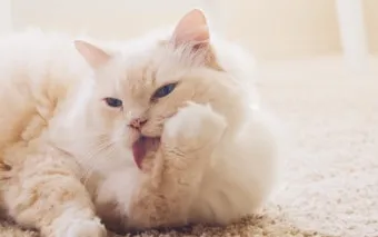 &amp;quot;고양이