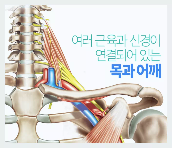 목과어깨
