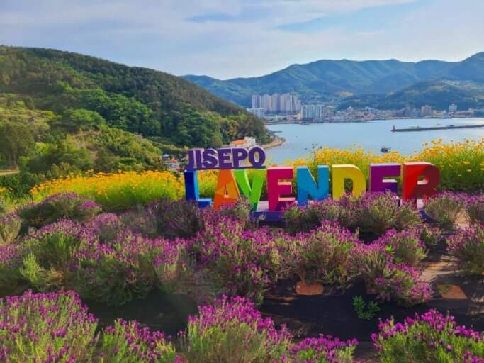 거제 지세포성 꽃동산 (라벤더, 금계국, 수국) 사진