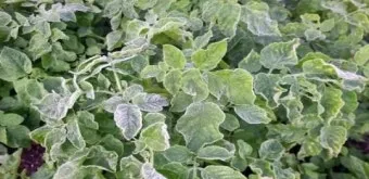 서리 발생 시기 농작물 보온 비닐 덮기 텃밭 관리_5