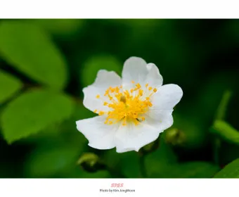 산길에서 만난 5월의 꽃 엉겅퀴 감나무꽃 고욤나무꽃 멍석딸기꽃 오디 뱀딸기 인동덩굴_11