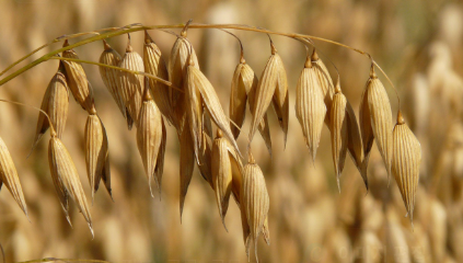 주말농장 준비물 관련 사진