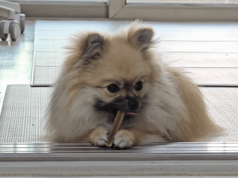 윔지스 덴탈껌을 씹는 강아지