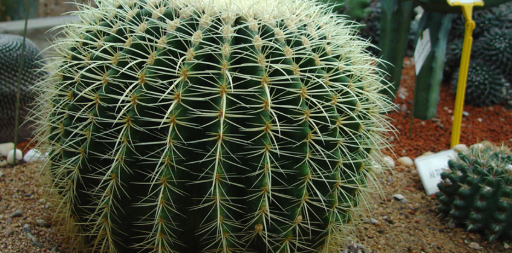 금호선인장 키우기1