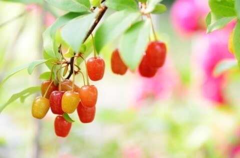 보리수 효능 10가지 및 부작용 및 주의사항
