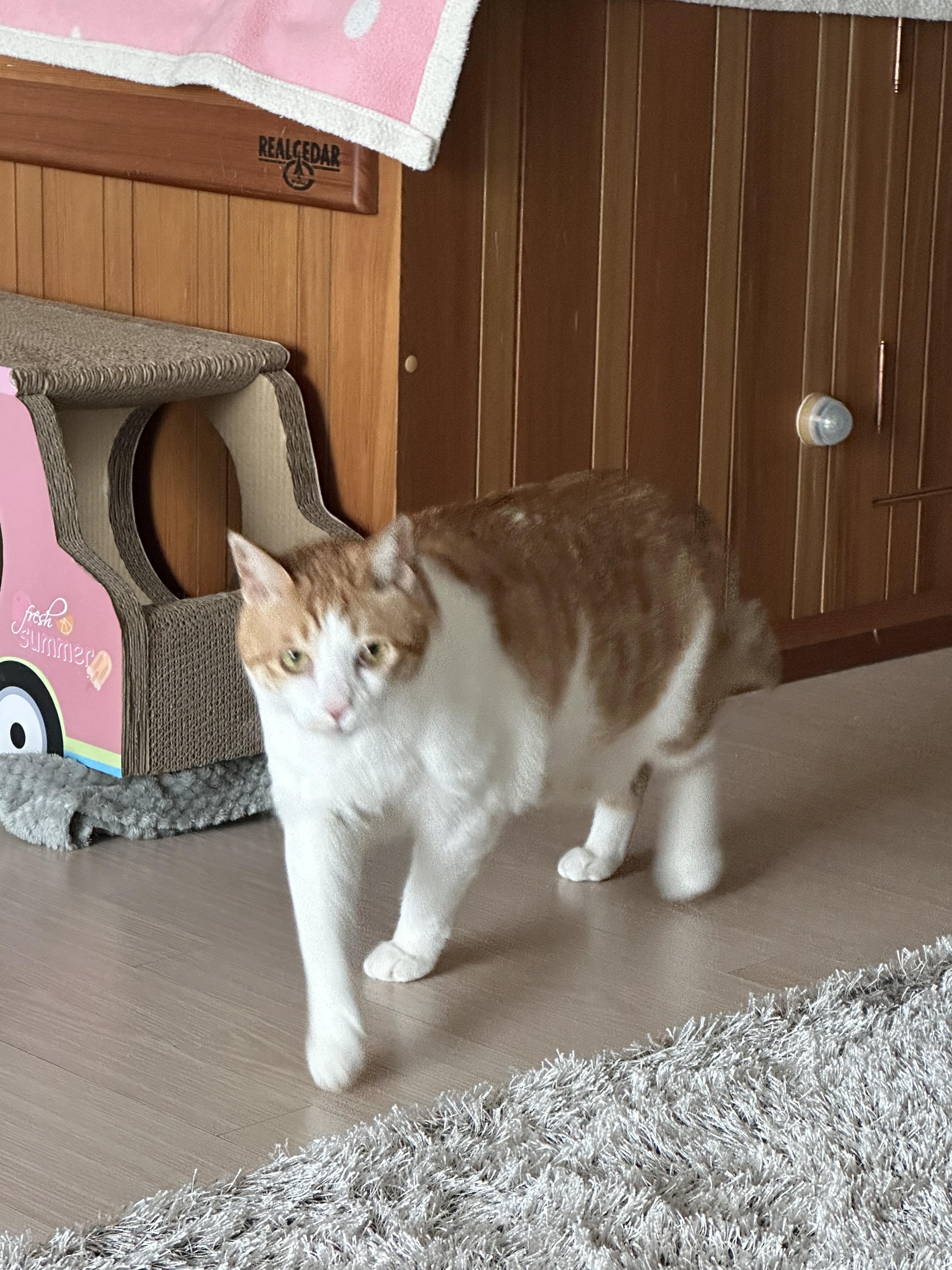 집 지키는 으르렁 고양이 루나 (feat. 용맹한 고양이 루나와 쫄보 고양이 막둥이)