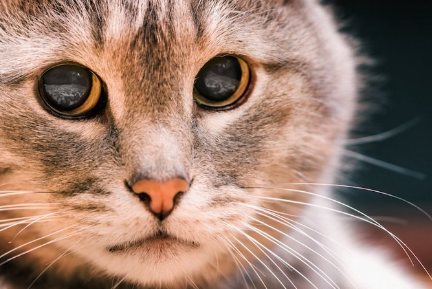 이쪽을 바라보는 고양이의 얼굴 클로즈업.