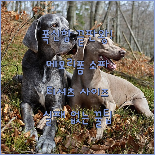 고양이 강아지 메모리폼 소파 방석 특..