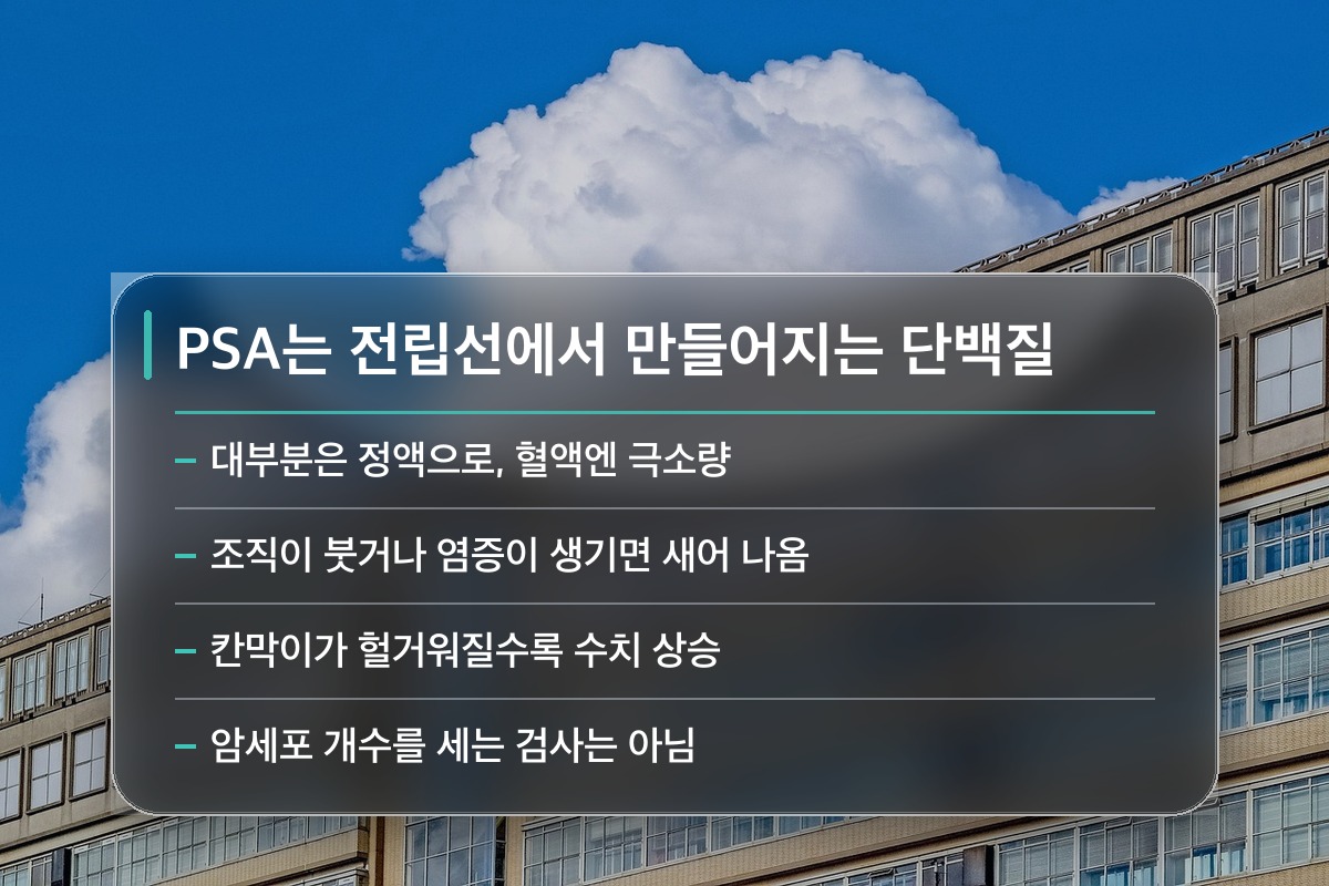 전립선 검사 PSA 전립선 검사 PSA 수치는 왜 움직이는 걸까요?