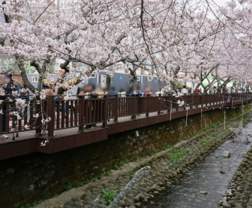 군항제3