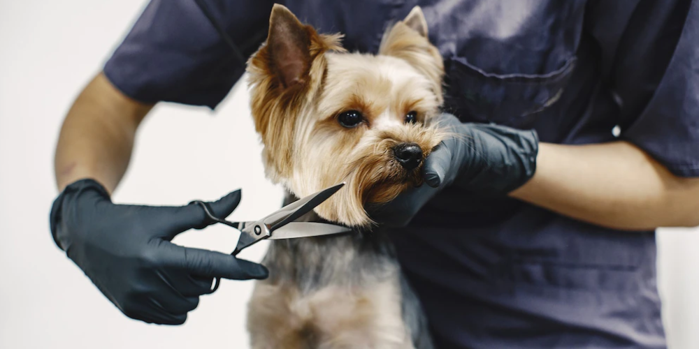 애견미용사 자격증 따고 싶다면 주목하세요