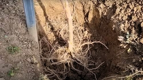 사과나무-묘목-심기-소독처리-심는방법-식재방법-재식거리-수분수-혼식방법