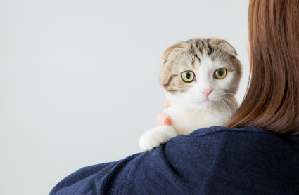 고양이 귀 3