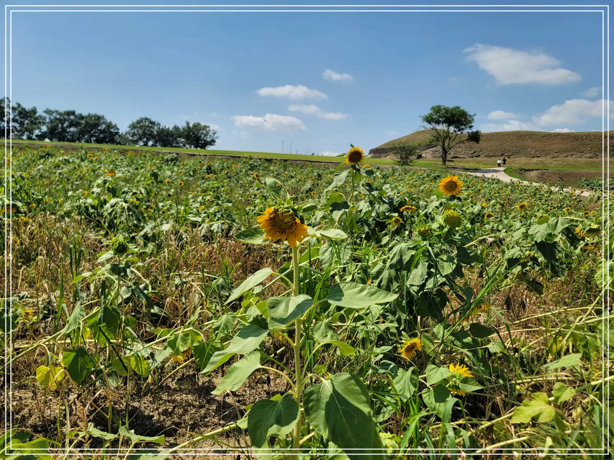 통일-해바라기-누움