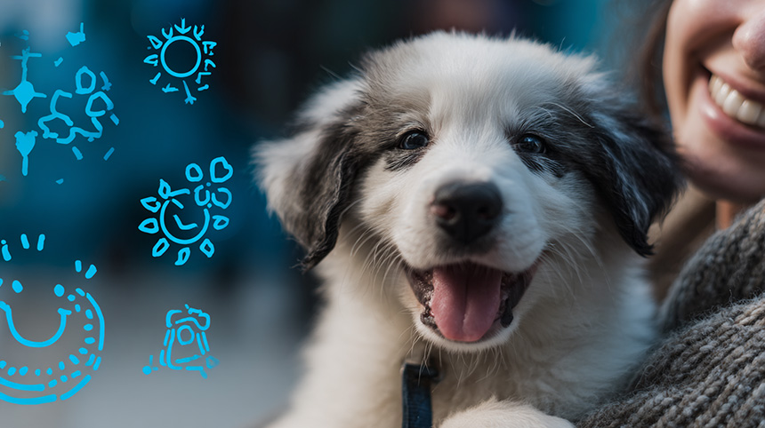 강아지-입양-어디서-해야-하나요-유기견-센터-vs--양샵-비교