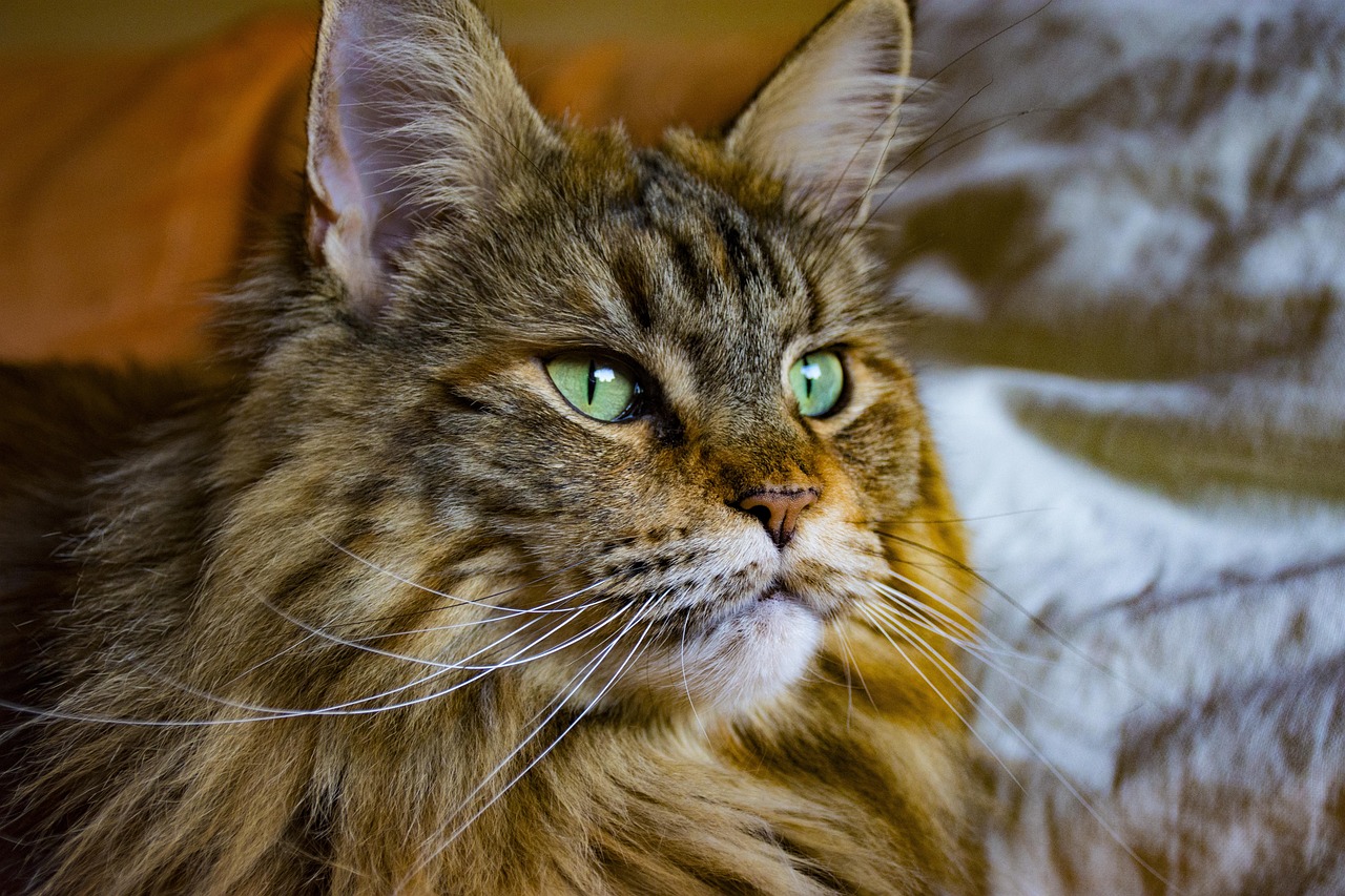 Maine Coon