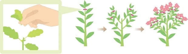 순지르기 기초 측지유도 키작게유지 공간효율 관리 팁_1