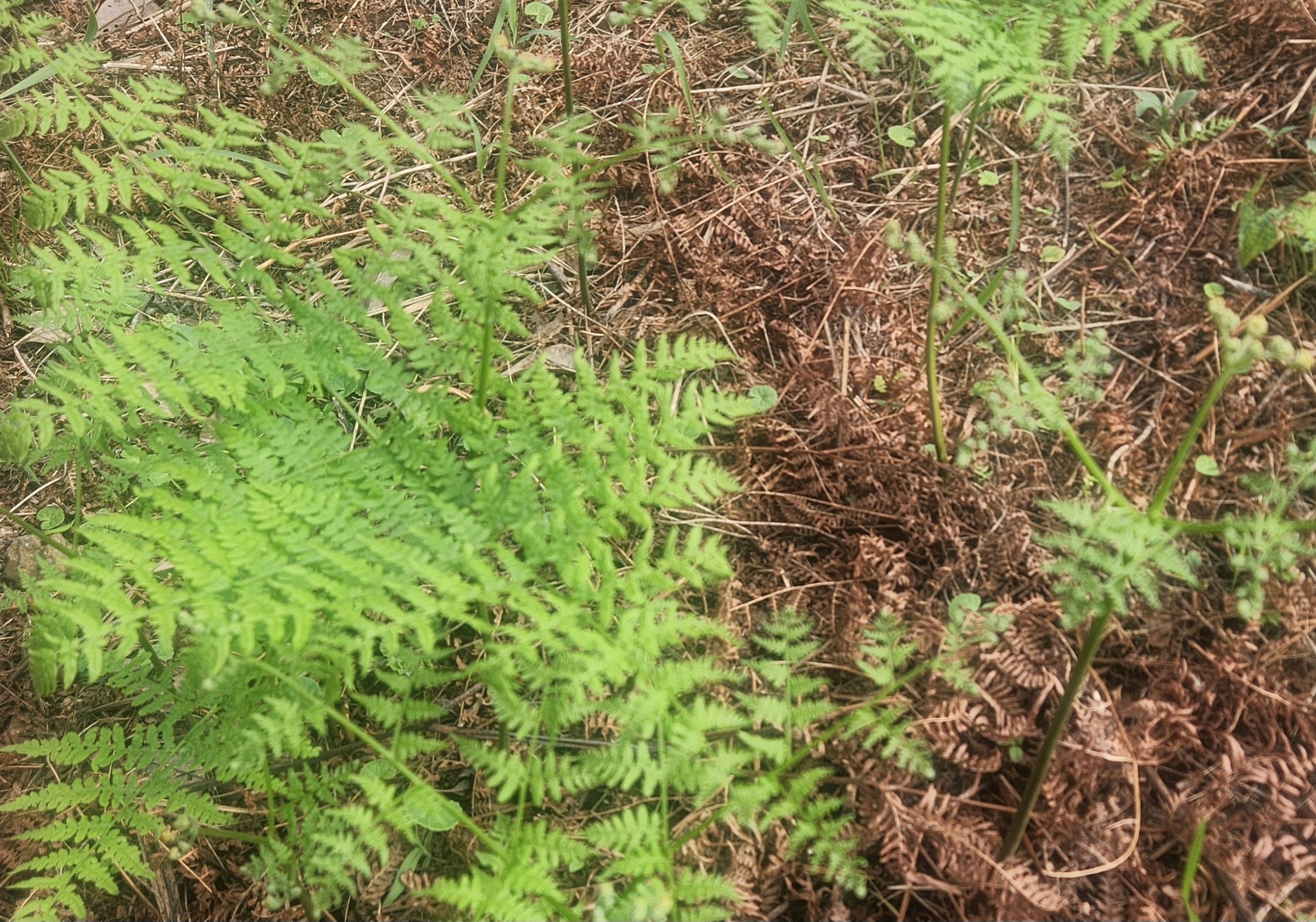 숲 속에서 자라고 있는 어린 고사리 잎들이 빙글빙글 말려 있는 모습
