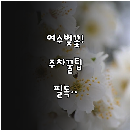 여수 벚꽃 명소별 주차장 현황 및 관..