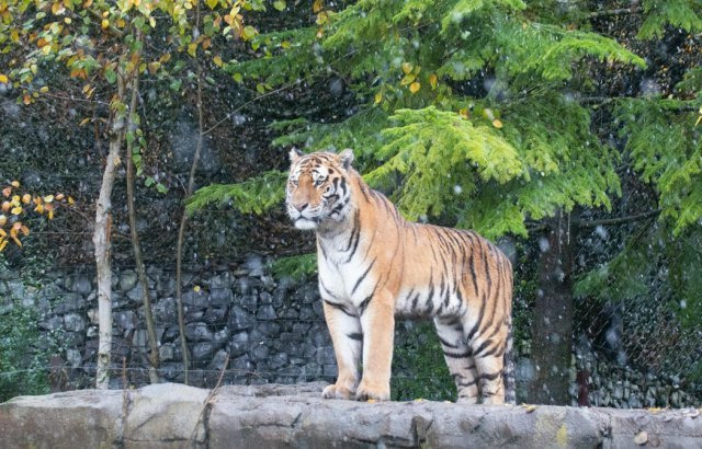 12간지 순서 띠별 성향 호랑이