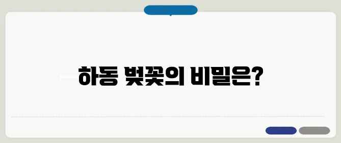 하동 벚꽃 개화시기 & 벚꽃축제 일정 총정리