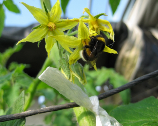 6시내고향 대저토마토 대처짭짜리토마토 대처찰토마토 가격 및 구매방법 부산우리토마토농장