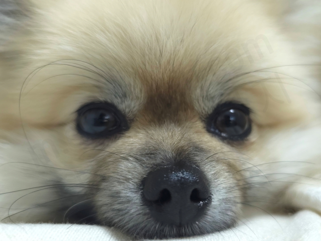 강아지 눈