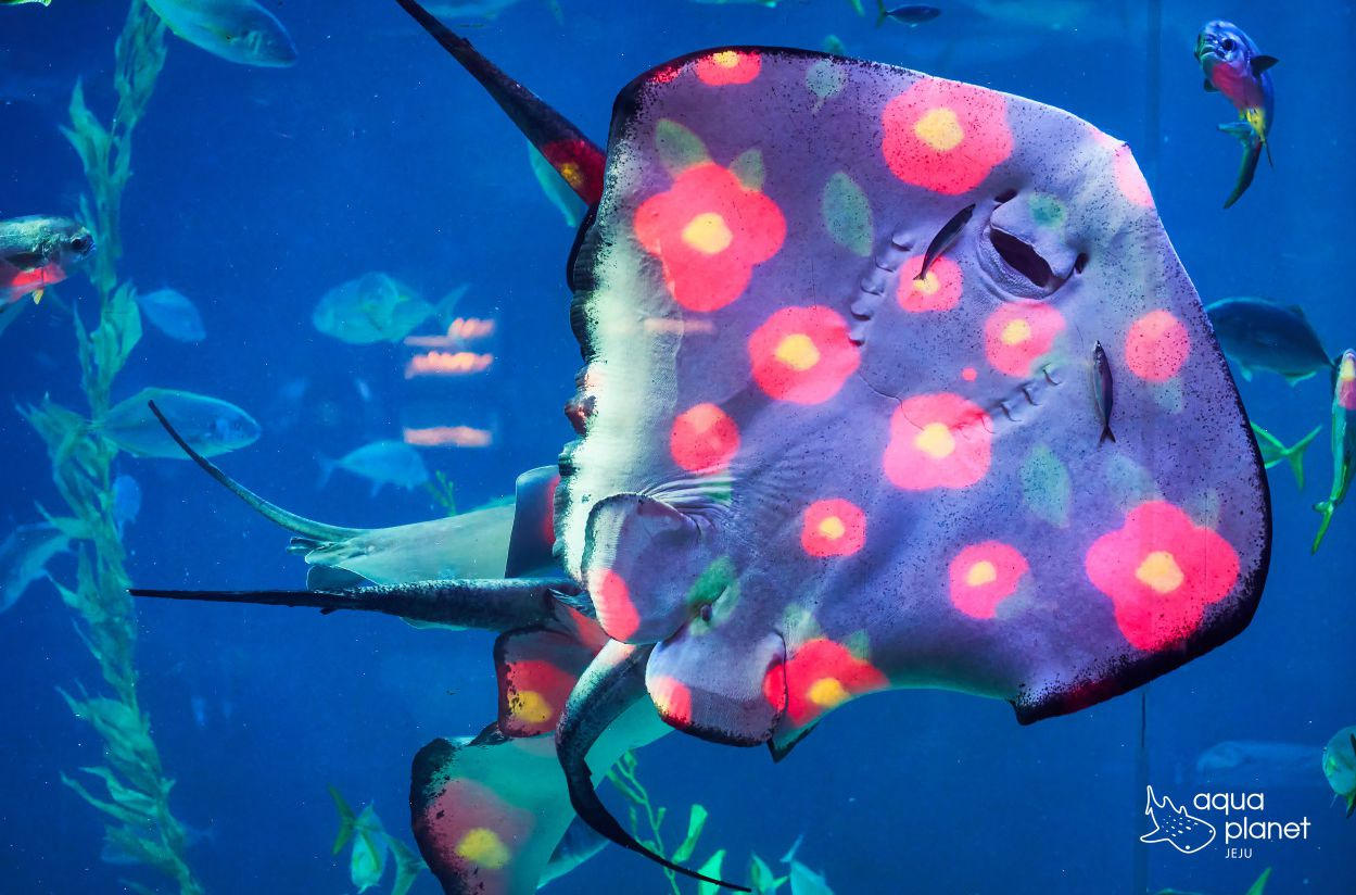 아쿠아플라넷 제주
