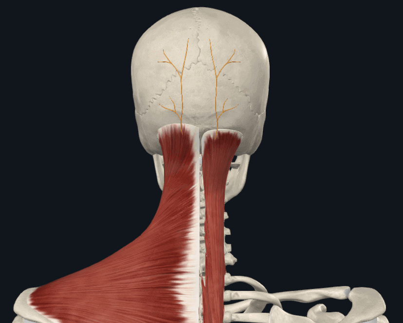 신경을 누르는 목과 어깨 근육