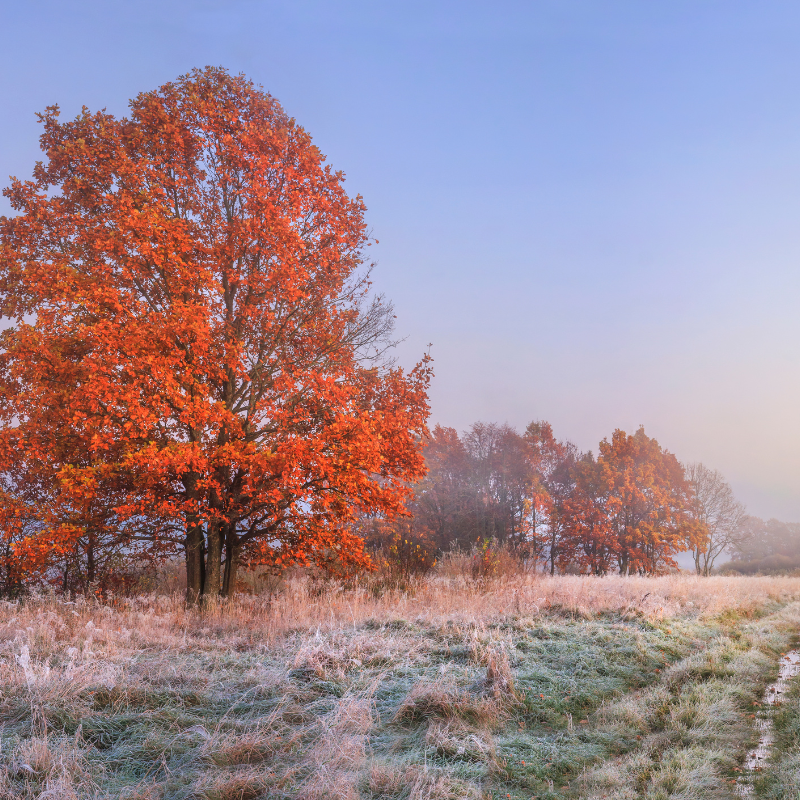 2024년 가을 축제_11