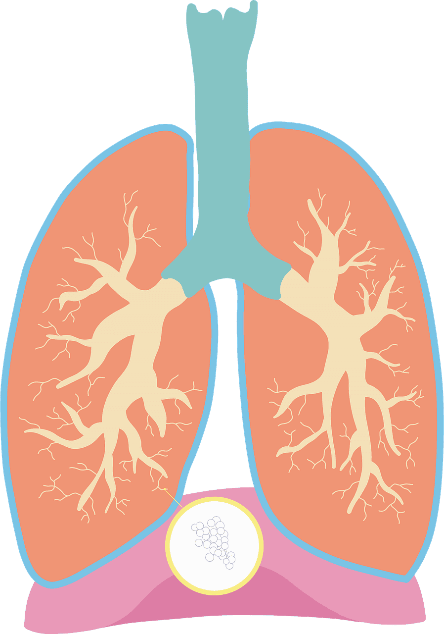 기관지와 폐의 연관성에 대해 알아보기