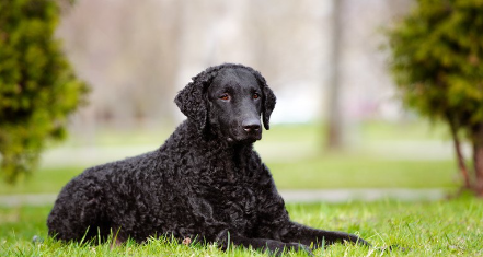 컬리 코티드 리트리버