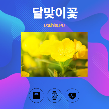 달맞이꽃 알아보기