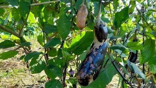 가지-병충해-병해-역병-증상-방제법