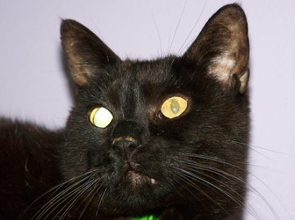 녹내장에 걸린 고양이 사진.