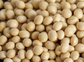 대두