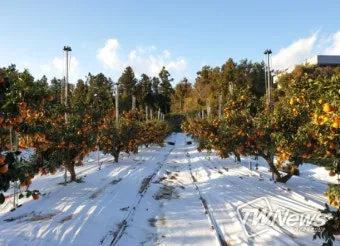 감귤 재배 노지 월동 비가림 하우스 관수 관리_7