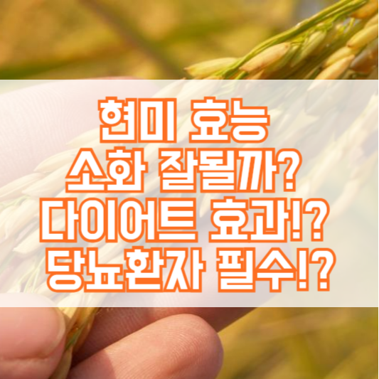 현미 효능, 소화 잘될까? 다이어트 효과!? 당뇨환자필수!?