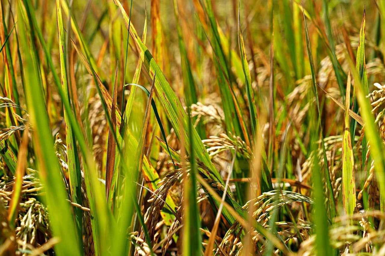 미래 농업의 혁신: 자연재해에 강한 벼 품종의 연구 동향